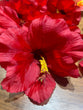 Red Hibiscus P R
